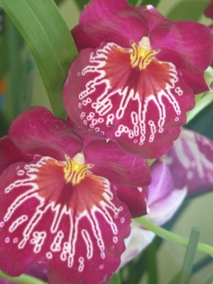 Orchis und Clivien 062.jpg