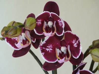Orchis und Clivien 059.jpg