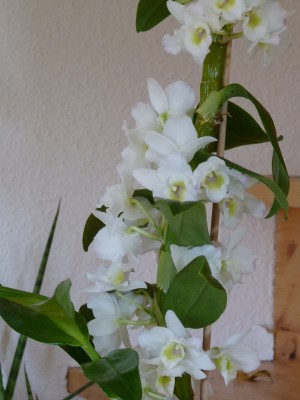 Orchis und Clivien 056.jpg