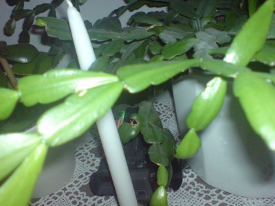 DSC00005.JPG