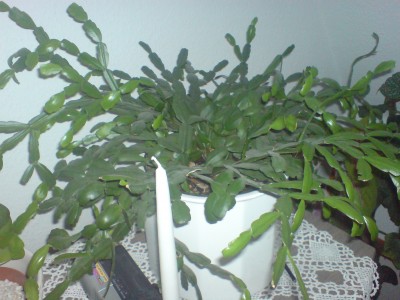 DSC00003.JPG
