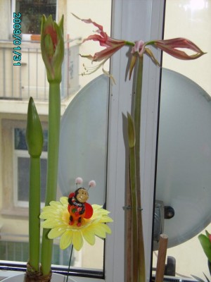 PICT0488.JPG