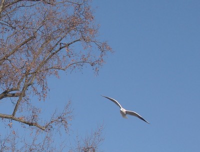 wilhelma 11.01.2009 himmlisch2.jpg