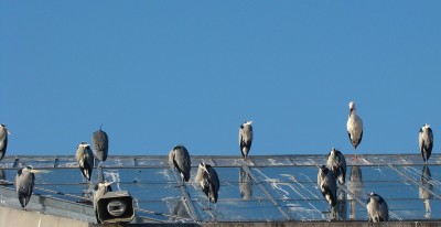 wilhelma 11.01.2009 himmlisch.jpg