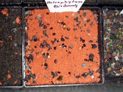 Astrophytum_Mischung_31-01-09.jpg
