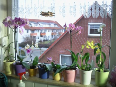 Foto313.jpg