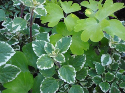 Aquilegia and Plectranthus1.jpg