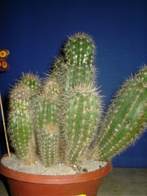 DSCI00021.jpg