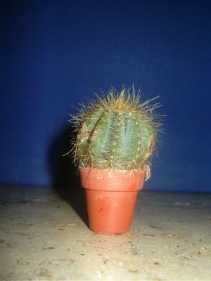 DSCI0005.JPG