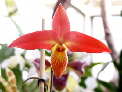 Phragmipedium besseae1.jpg