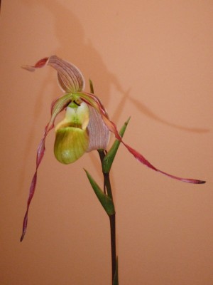 Phragmipedium231.jpg