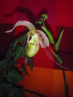 Phragmipedium1.jpg