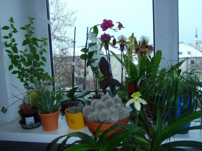 paphis und so1.jpg
