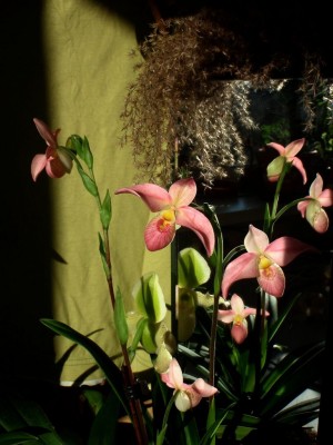 Phragmipedium x besseae ganz (mit sedenii)1.jpg