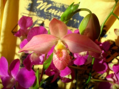 Phragmipedium x besseae (mit sedenii)1.jpg