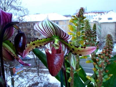 Paphiopedilum gefleckt1.jpg