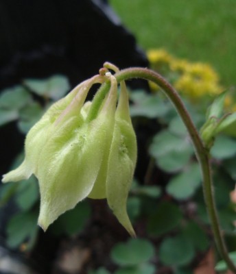 Aquilegia fragrans1.jpg