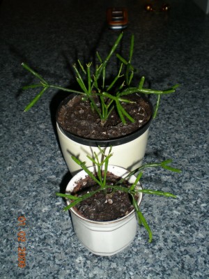 DSCN26360001.JPG