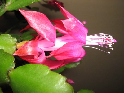 IMG_9257 Schlumbergera rund.JPG