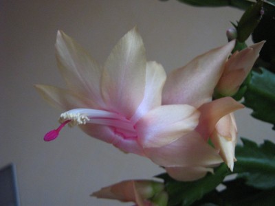 IMG_9083 Schlumbergera.JPG