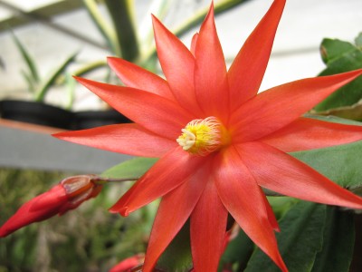 IMG_5362 Rhipsalidopsis.JPG