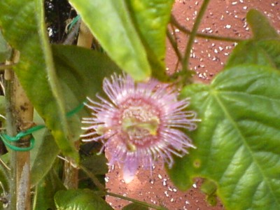 DSC00073.JPG