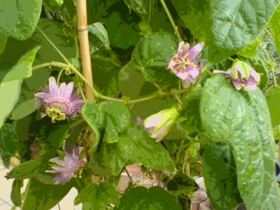Garten 2007 033.jpg