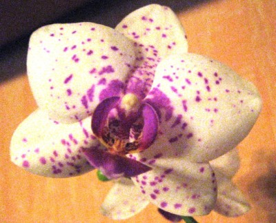 Orchiweiß.JPG
