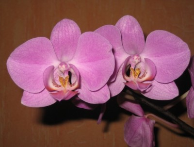 Orchirot.JPG