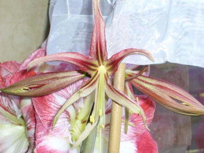 Amaryllis 074.jpg
