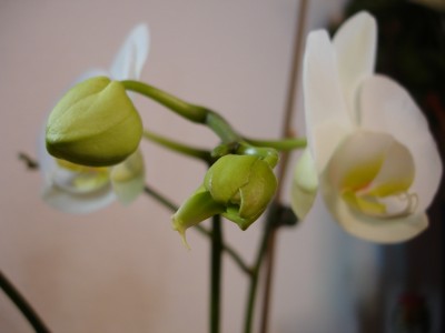 DSC03588.JPG