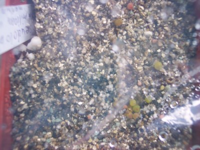 Pseudolobivia mamillosa var. kermesina..jpg