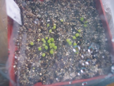 Epithelantha micromeris.jpg