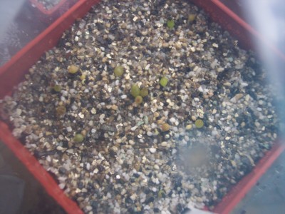 Echinopsis Hybride K 169 X Theano.jpg