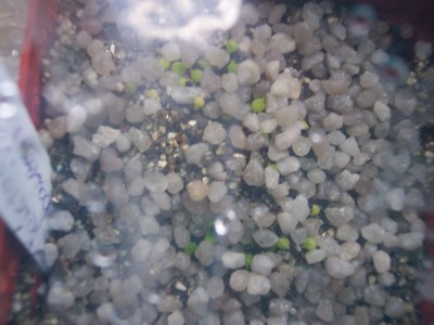 Cleistocactus baumannii.jpg
