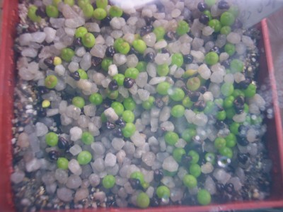 Astrophytum asterias cv. superkabuto.jpg