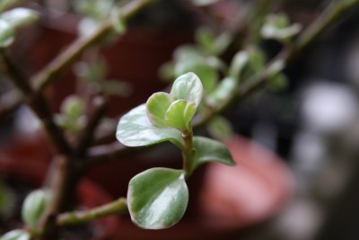Panaschierter Speckbaum2.jpg