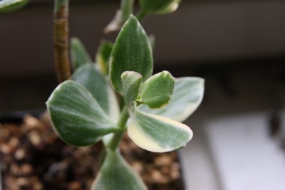 Panaschierter Geldbaum1.jpg