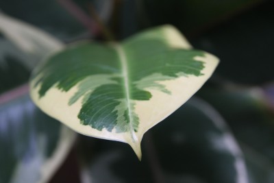 Panaschierter Gummibaum Detail.jpg