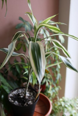 panaschierter Drachenbaum1.jpg