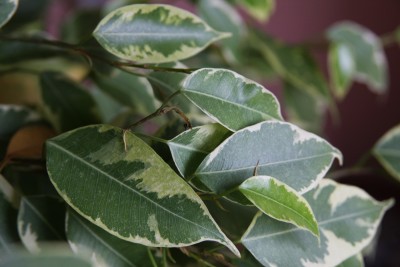 Panaschierter Ficus.jpg