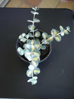 Sedum sieboldii medio variegata1.jpg