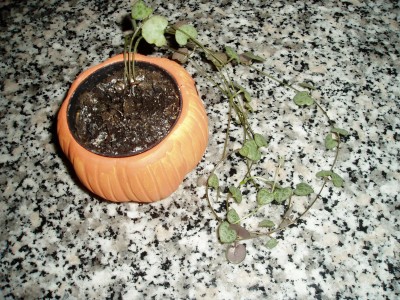 Leuchterblume Lapismuc.JPG