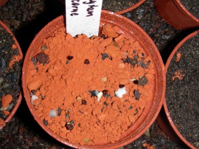 a-capricorne_02-02-09.jpg