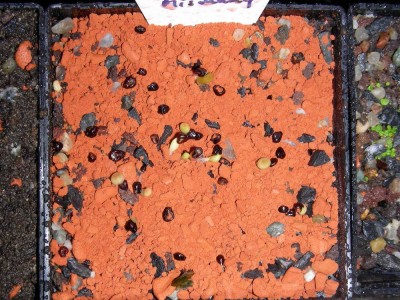 Astrophytummischung_02-02-09.jpg