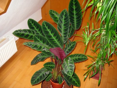 Blog Bild 13.jpg