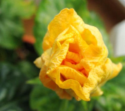 fruitsalad 008 Kopie1.jpg