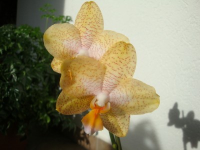DSC01700.JPG