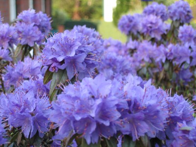 Blütenbilder teil 1 016.jpg