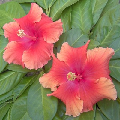 Sohere-03-06-A = DanubianFirst_18-09-06-199.jpg